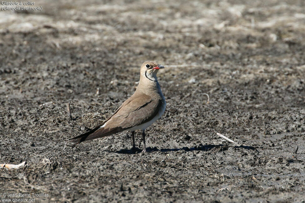 Collared Pratincole