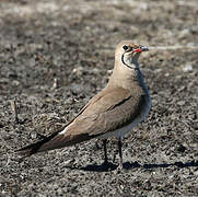 Collared Pratincole