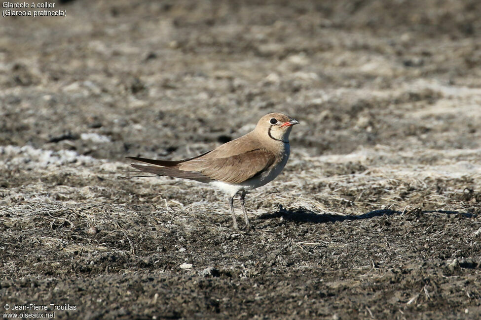 Collared Pratincole