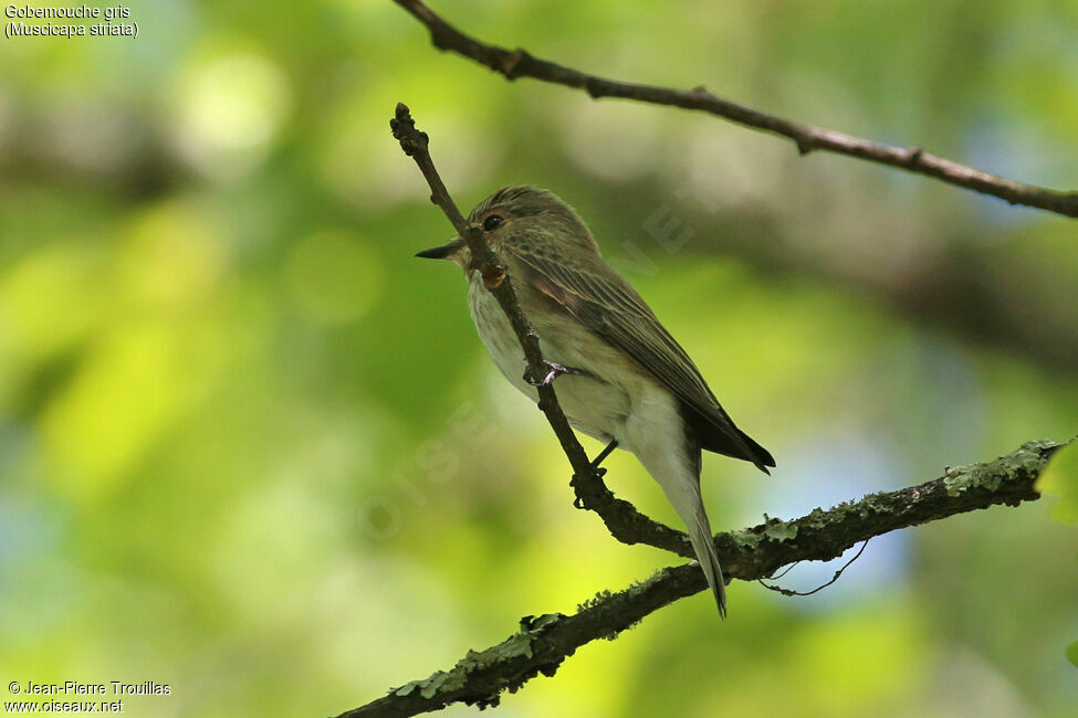 Spotted Flycatcher