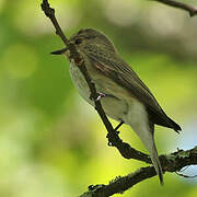 Spotted Flycatcher