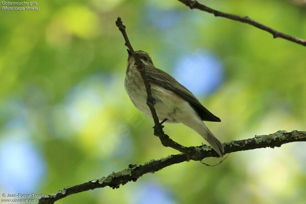 Spotted Flycatcher