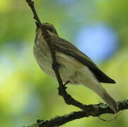 Spotted Flycatcher