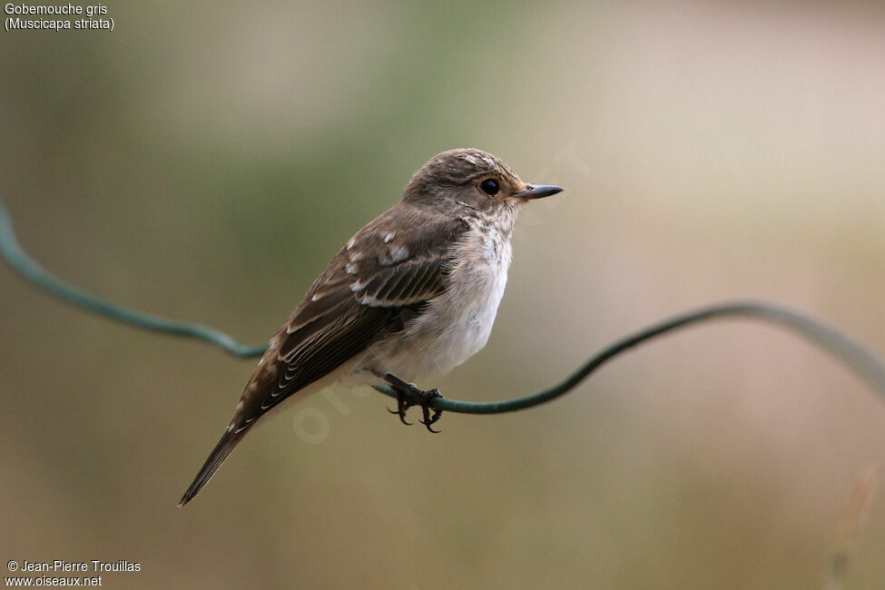 Spotted Flycatcher