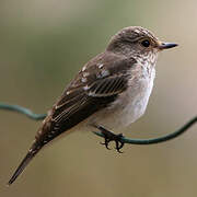 Spotted Flycatcher