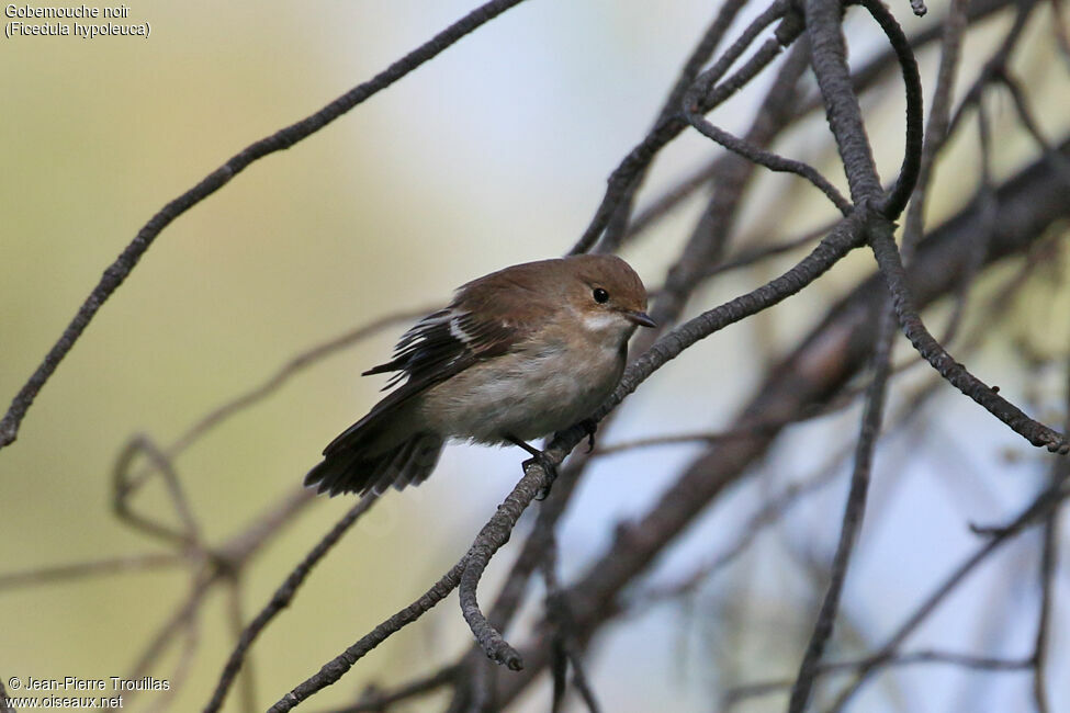 European Pied Flycatcher