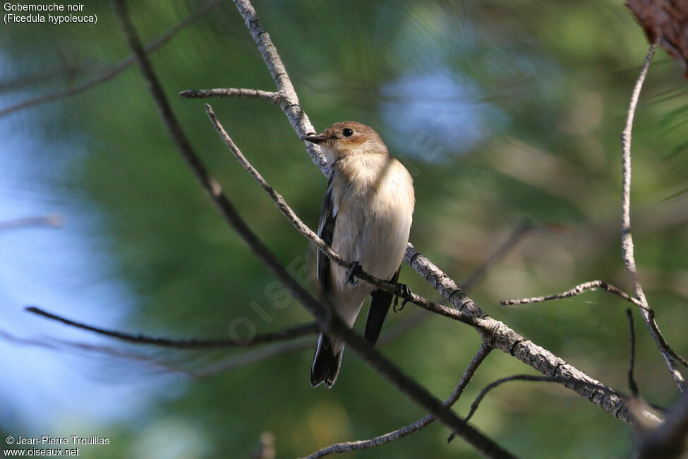 European Pied Flycatcher