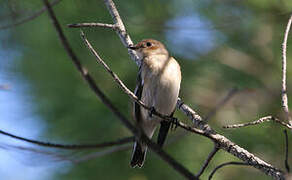 European Pied Flycatcher