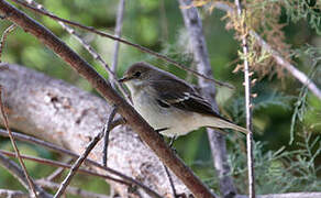 European Pied Flycatcher