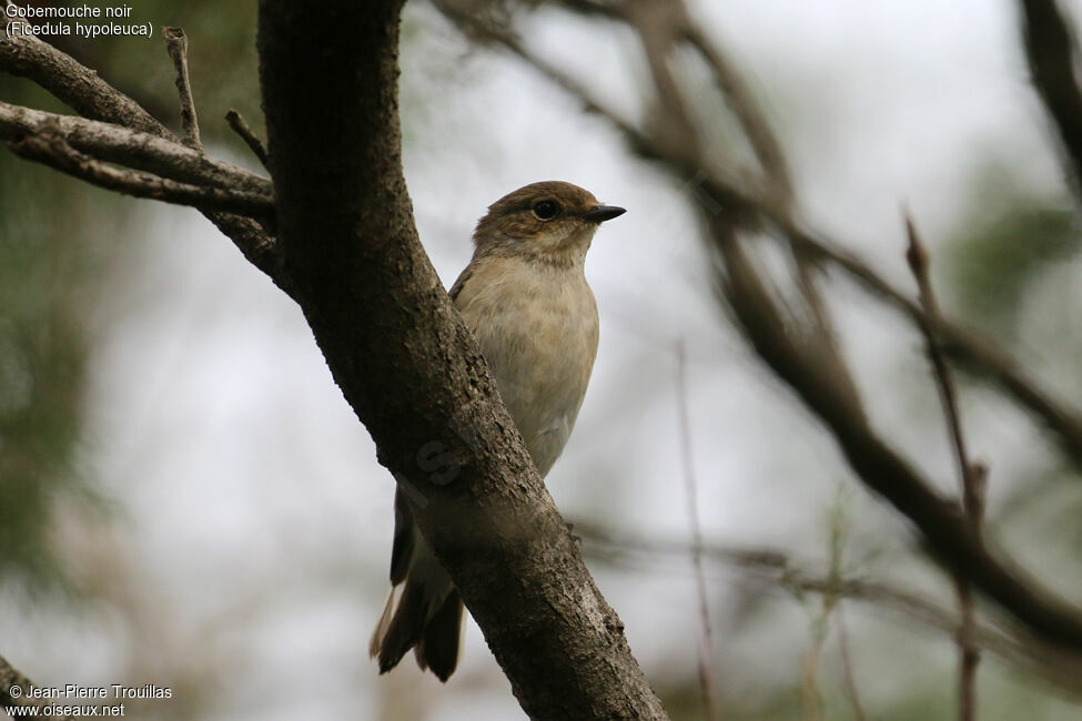 European Pied Flycatcher