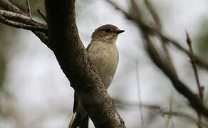 European Pied Flycatcher