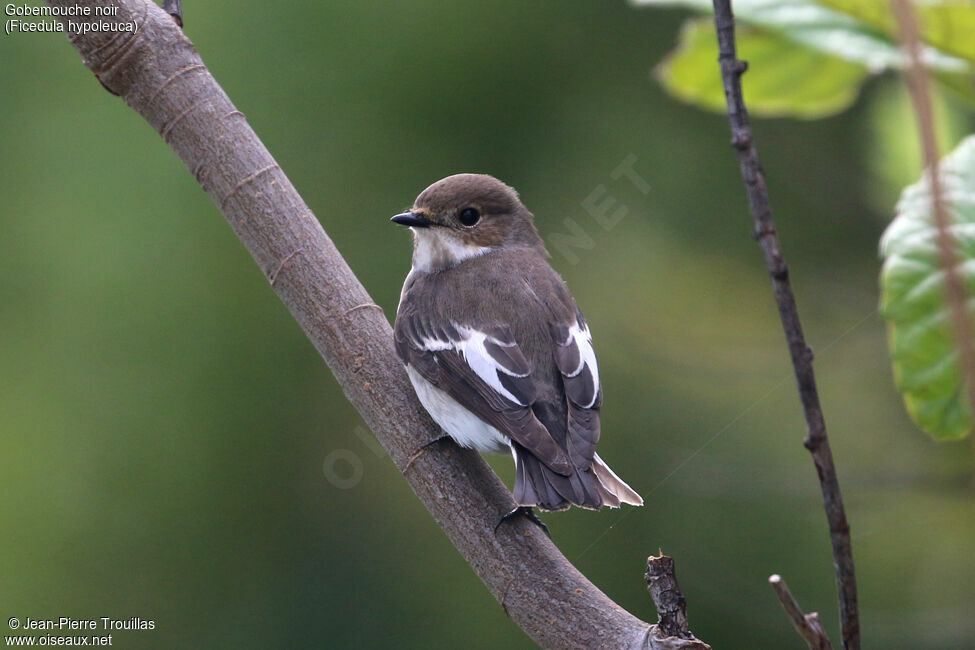 European Pied Flycatcher