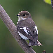 European Pied Flycatcher