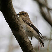 European Pied Flycatcher