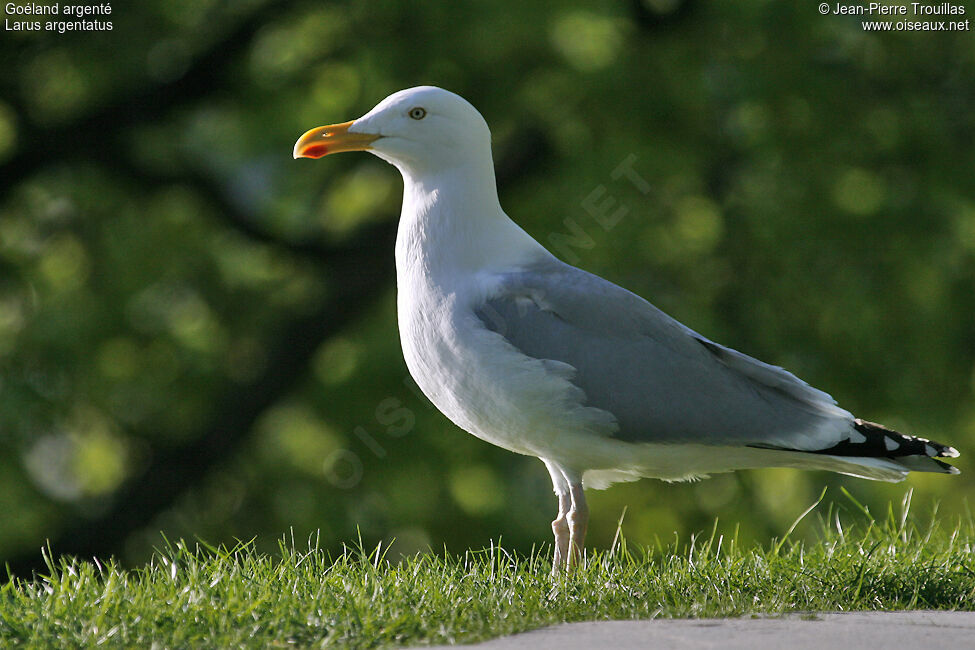 Goéland argenté