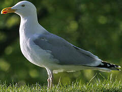 European Herring Gull