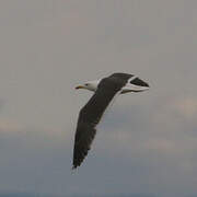 Lesser Black-backed Gull