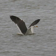 Lesser Black-backed Gull