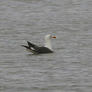 Lesser Black-backed Gull