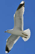 Mew Gull