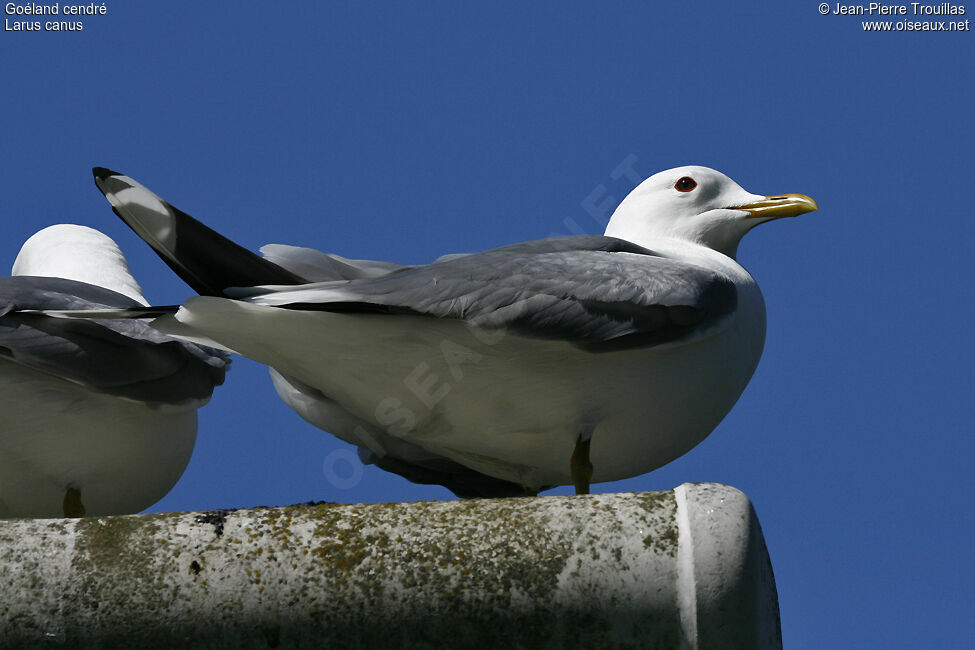 Mew Gull