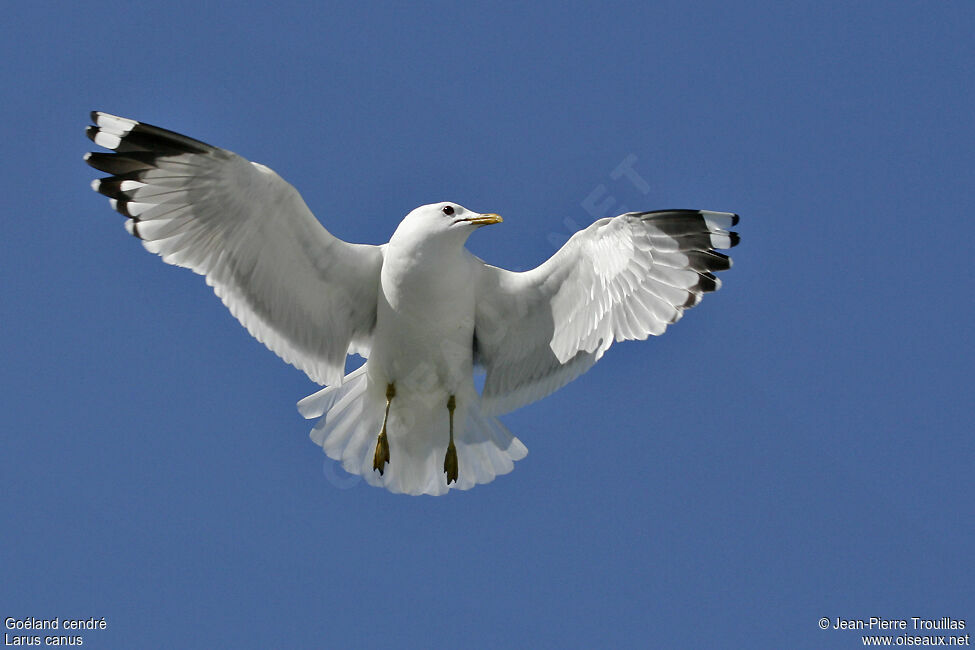 Common Gull