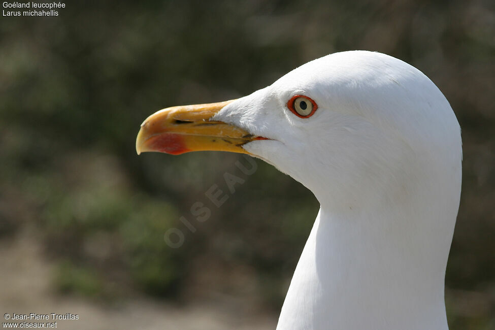 Goéland leucophéeadulte