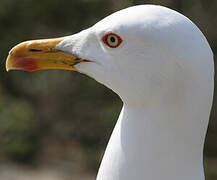 Yellow-legged Gull