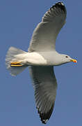 Yellow-legged Gull