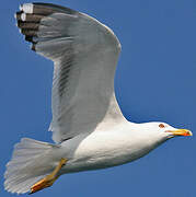 Yellow-legged Gull