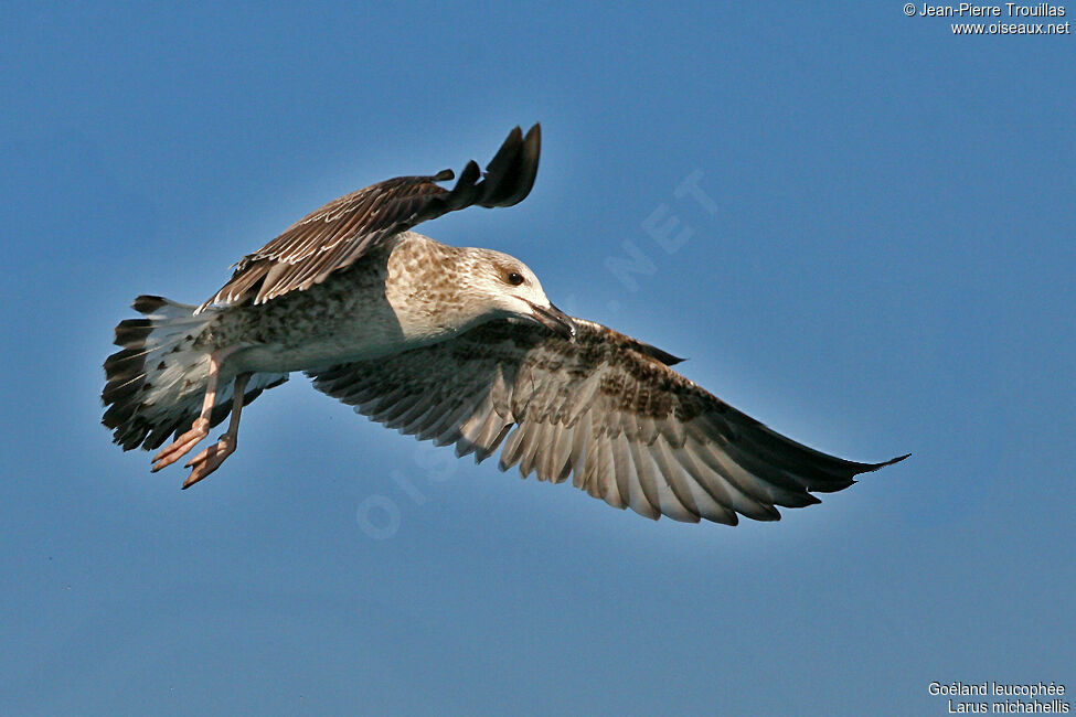 Yellow-legged Gull