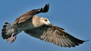 Yellow-legged Gull