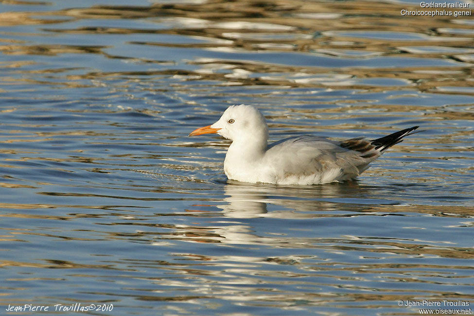 Slender-billed GullFirst year