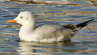 Slender-billed Gull