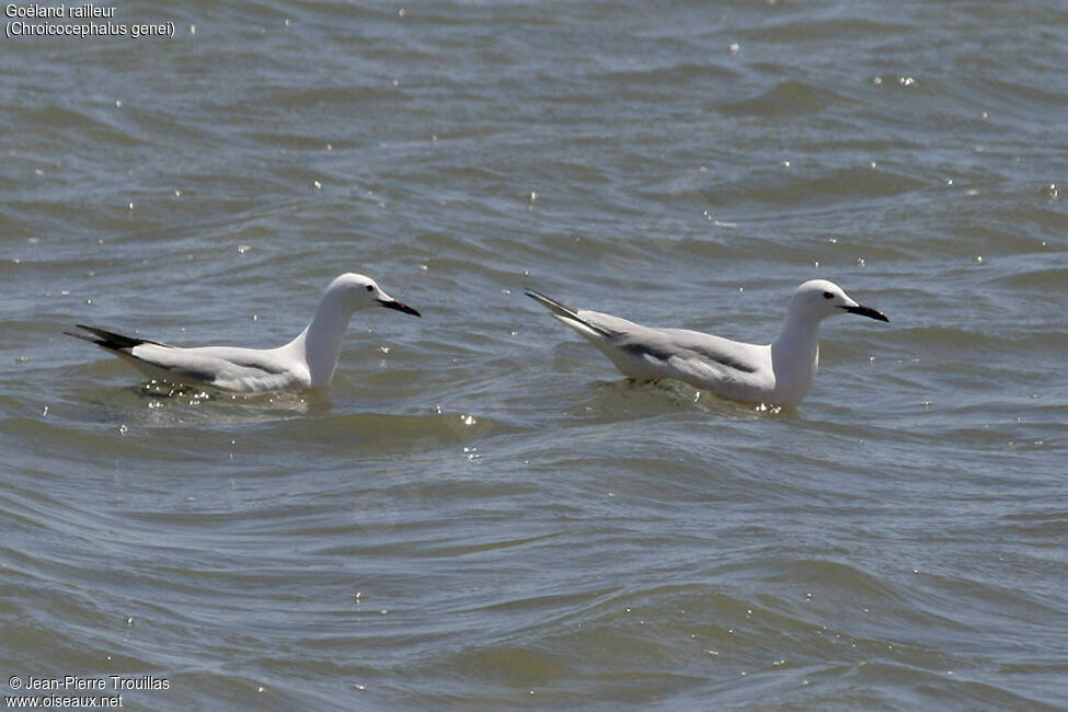 Slender-billed Gull