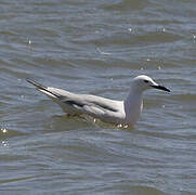 Slender-billed Gull