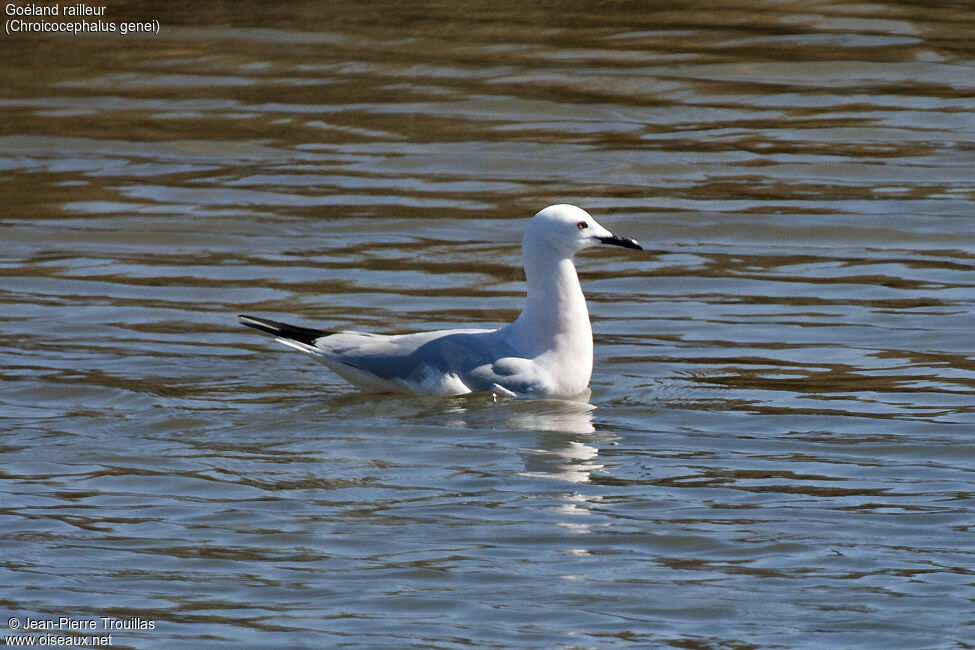 Slender-billed Gull