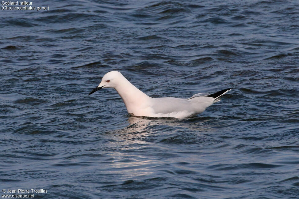 Slender-billed Gull