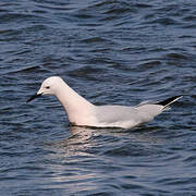 Slender-billed Gull