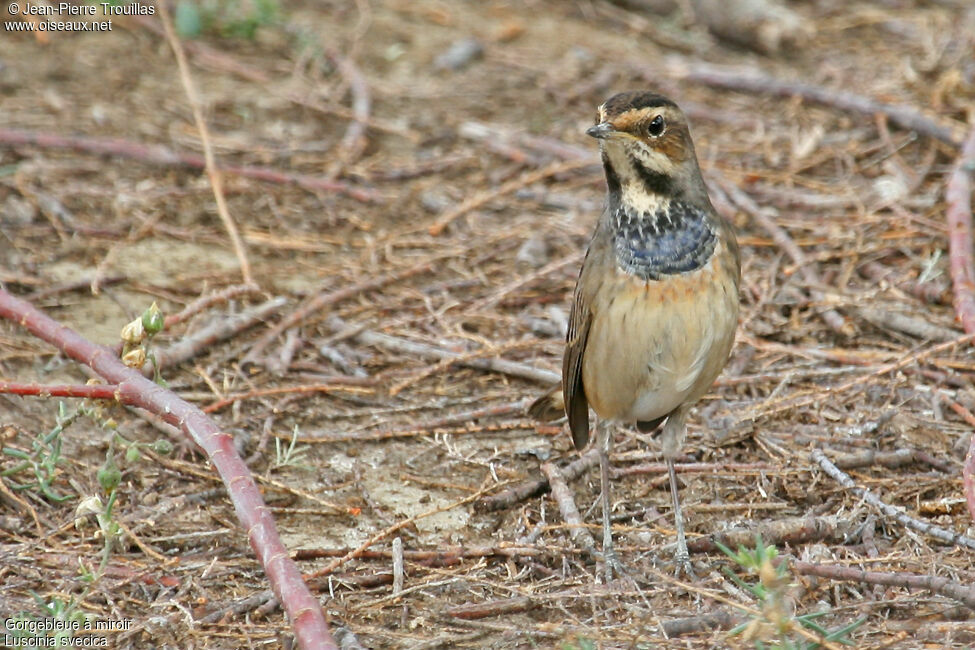 Bluethroat