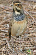 Bluethroat