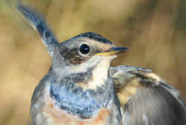 Bluethroat