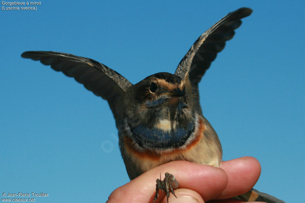 Bluethroat