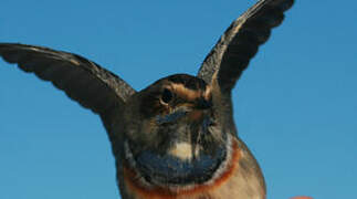 Bluethroat