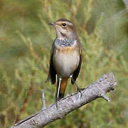 Bluethroat