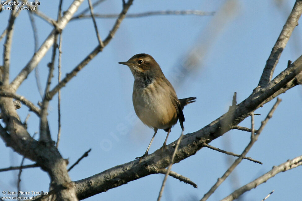 Bluethroat