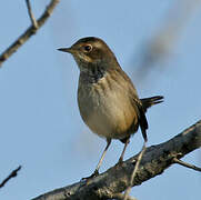 Bluethroat