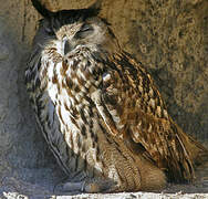 Eurasian Eagle-Owl