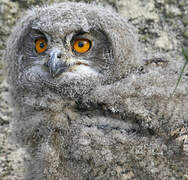 Eurasian Eagle-Owl