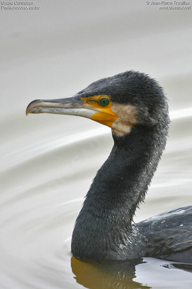 Great Cormorant